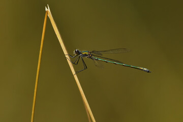 Emerald damselfly or common spreadwing (Lestes sponsa) on a grass.