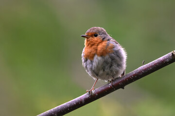 European robin (erithacus rubecula) sitting on a branch.