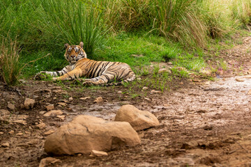 wild male bengal tiger or panthera tigris tigris resting in cool place with eye contact in pre...