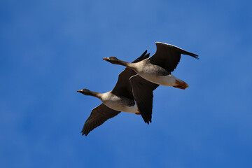 two taiga bean goose (Anser fabalis) flying.