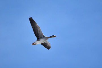 Greylag goose or graylag goose (Anser anser) flying in the blue sky.