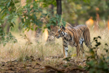 Naklejka na ściany i meble wild bengal female tiger or panthera tigris tigris on prowl in morning for territory marking in natural scenic background at pench national park forest or tiger reserve madhya pradesh india asia