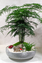 art of flowerpot, bonsai