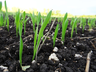 Wheat sprouts in the field close-up