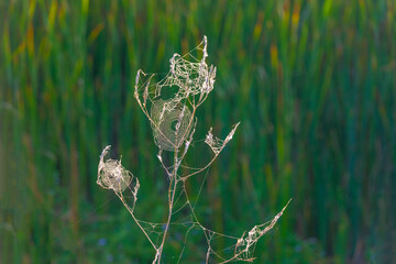 The edge of a lake with reed and withered wild flowers in wetland in sunlight at sunrise at fall, Almere, Flevoland, The Netherlands, September, 2022