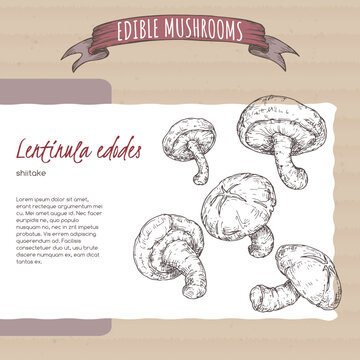 Lentinula edodes aka shiitake sketch on cardboard background. Edible mushrooms series.