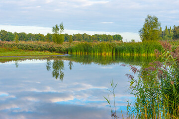 The edge of a lake with reed and withered wild flowers in wetland in sunlight at sunrise at fall, Almere, Flevoland, The Netherlands, September, 2022