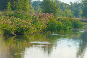 The edge of a lake with reed and withered wild flowers in wetland in sunlight at sunrise at fall, Almere, Flevoland, The Netherlands, September, 2022