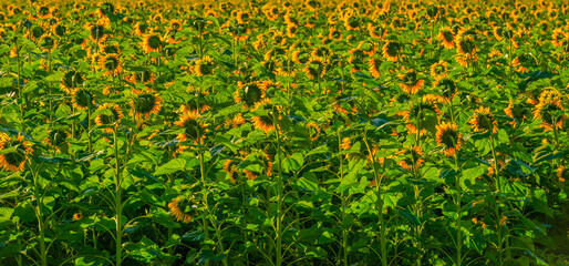 Sunflowers growing in a green grassy field in bright sunlight at fall, Almere, Flevoland, The Netherlands, September, 2022