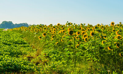 Sunflowers growing in a green grassy field in bright sunlight at fall, Almere, Flevoland, The Netherlands, September, 2022