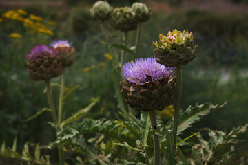 Artichoke plant with vivid purple flower in vegetable garden