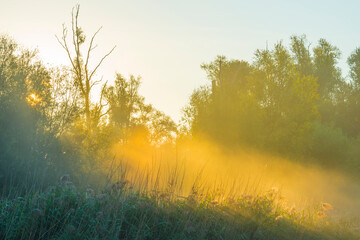 The edge of a foggy lake with reed and withered wild flowers in wetland in sunlight at sunrise at fall, Almere, Flevoland, The Netherlands, September, 2022