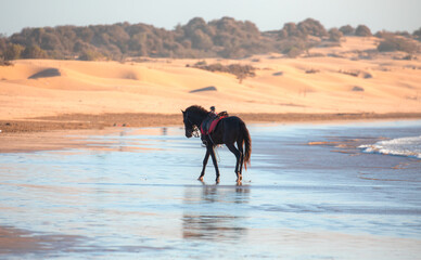 A lonely brown horse walking by the sea