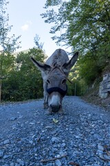 Fototapeta na wymiar Donkey in Italy