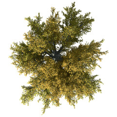 American Beech – Isolated Top View