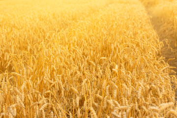 Crops field, ripening ears of meadow wheat, organic food, countryside background, yellow barleys