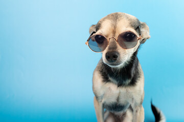 funny dog in sunglasses, summer pet, funny animal, Small puppy on a blue background