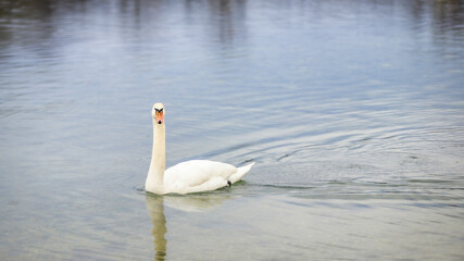 swan on the water