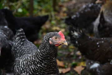 Spotted breed chicken in outdoor park on green grass in autumn