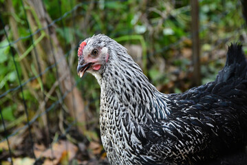 Spotted breed chicken in outdoor park on green grass in autumn