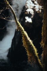 moss covered branch