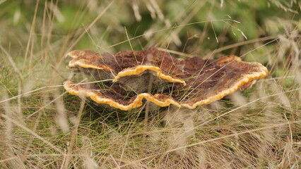Großer Pilz im Wald