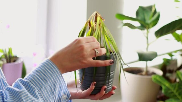 Woman hands holding dried houseplant, raising withered green and turned yellow palm leaves standing in room at home.Indoor plants diseases disorders identification and treatment.Unsuitable conditions.
