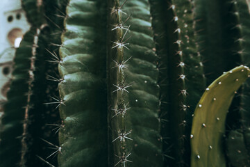 Cactus, Natural aesthetic shot of succulents close up, green plant texture.