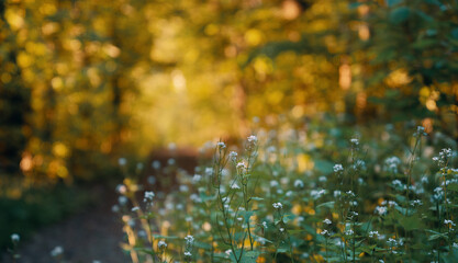 Wildflowers in the summer forest in the early morning