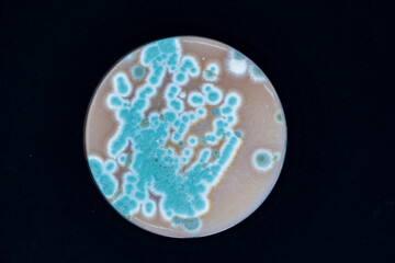 Petri dish with colonies of bacteria in a microbiology laboratory