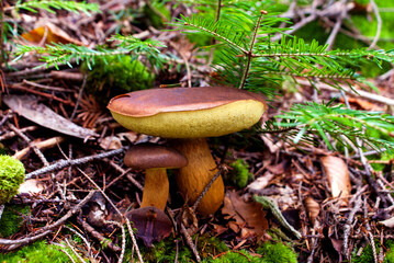 Two edible mushrooms of different sizes with a beige stem and a brown cap surrounded by moss and spruce twigs in the Carpathian forest in autumn