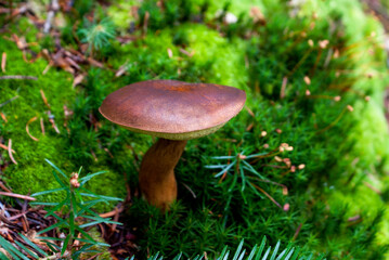 An edible mushroom with a beige leg and a brown cap surrounded by moss and spruce branches in the Carpathian forest in autumn