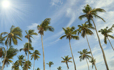 tropical beach in the caribbean sea