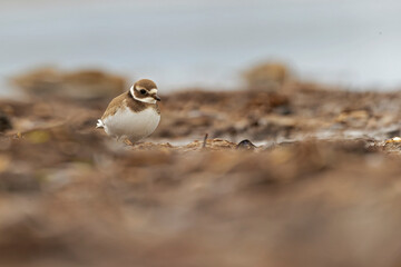 A common ringed plover (Charadrius hiaticula) foraging during fall migration on the beach.