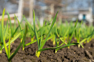 young green sprouts of winter garlic grow from the ground in spring