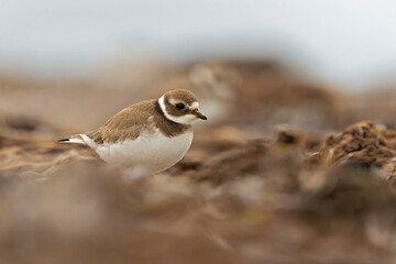 A common ringed plover (Charadrius hiaticula) foraging during fall migration on the beach.