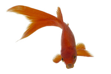 Fototapeta premium Goldfish
