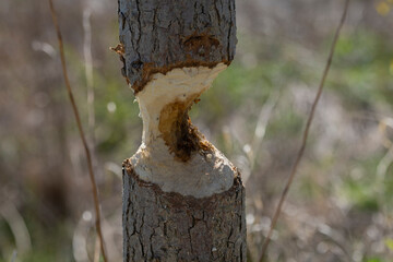 Macro closeup shot of large tree trunk bark chewed gnawed by beavers in the forest wetland. Sawdust around the tree. Beavers building dam by a creek. Animals, wildlife, rodent control concept. © Elena Berd