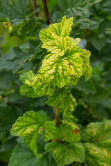 Gallic aphid on the leaves of red currant. The pest damages the currant leaves, red bumps on the leaves of the bush from the parasite disease