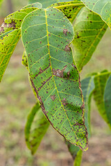 Walnut anthracnose or walnut black spot - Gnomonia, Ophiognomonia leptostyla, fungal plant pathogen