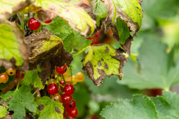 Gallic aphid on the leaves of red currant. The pest damages the currant leaves, red bumps on the...