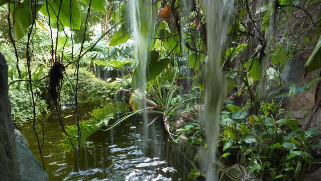 Exotic tropical plants in jungle, little waterfall, purity and calm