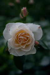 yellow rose in the garden