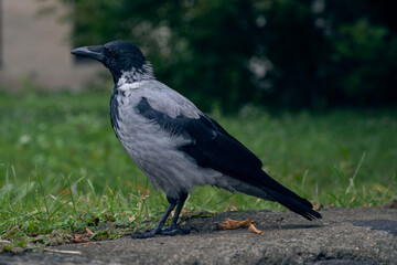 crow on the ground