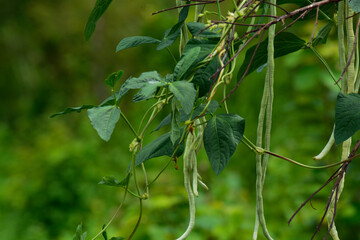 blueberries on a branch