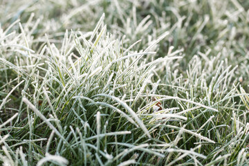 First autumn frost. Partially blurred defocused background image of green grass covered with white frost. Morning green icy plant leaves. Onset of winter, nature falls asleep