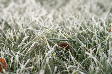 First autumn frost. Partially blurred defocused background image of green grass covered with white frost. Morning green icy plant leaves. Onset of winter, nature falls asleep