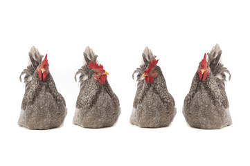four gray roosters sit isolated on white background