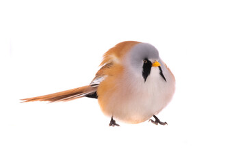bearded reedling is isolated on a white background