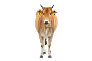 zebu isolated on white background